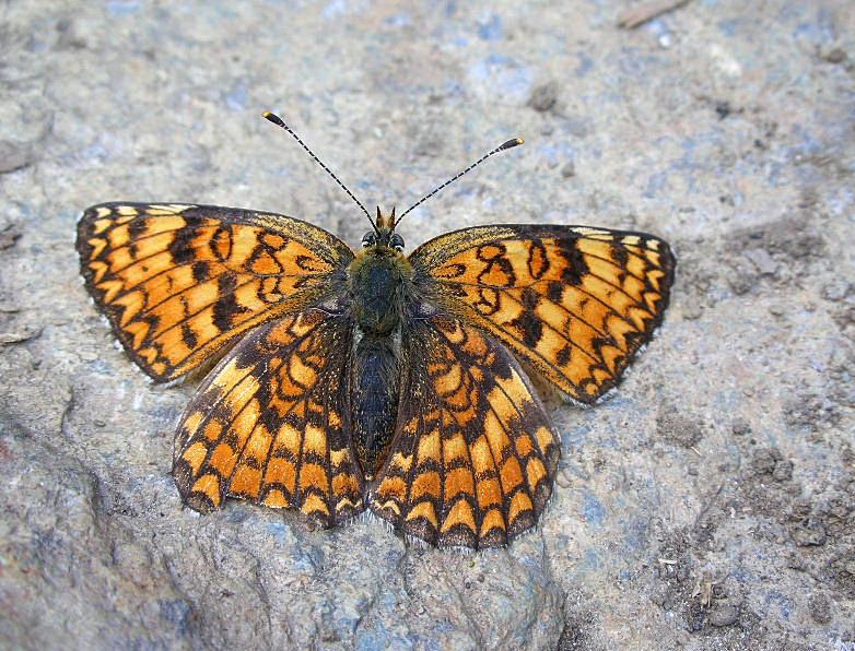 Nymphalidae Melitaea phoebe